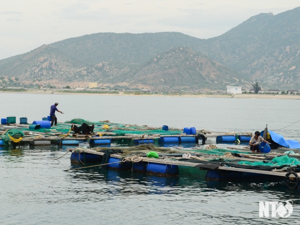 Ninh Thuận Hướng đi mới từ các mô hình nuôi trồng thủy sản