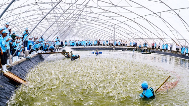 Khát vọng nâng tầm tôm Việt