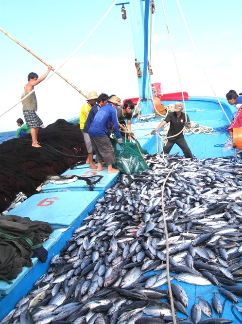 Đầu mùa khai thác cá ngừ, ngư dân đánh bắt trên biển xuyên Tết