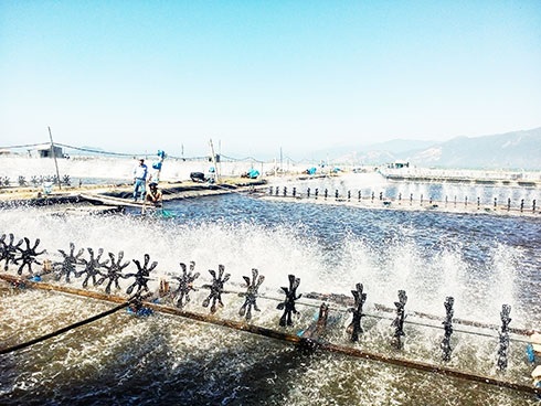 Khánh Hòa Đảm bảo kế hoạch sản xuất tôm nước lợ năm 2020
