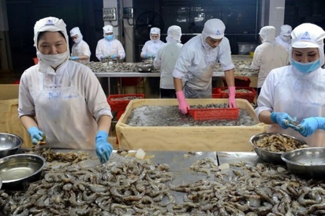 Thủy sản Cà Mau tìm cách kéo giảm thiệt hại do tác động của dịch Corona