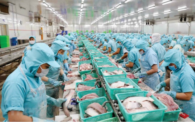 Cá tra chinh phục ao nhà