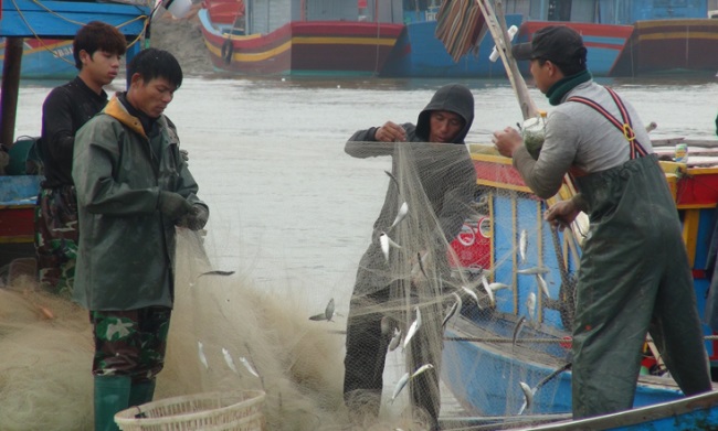 Quảng Bình Ngư dân được mùa cá trích…
