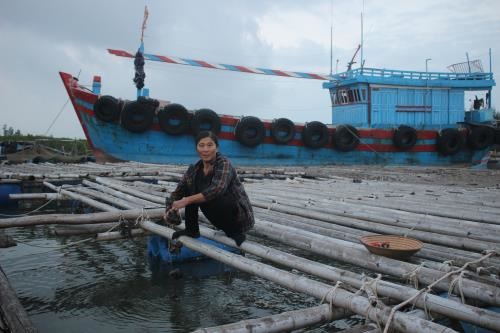 Thu nhập cao từ nuôi hàu sữa