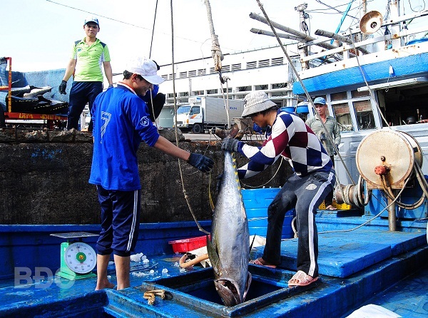 Bình Định Nâng cao chất lượng thủy sản sau khai thác