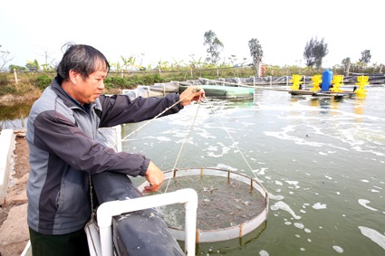 Hiệu quả mô hình nuôi tôm trong bể tròn nổi