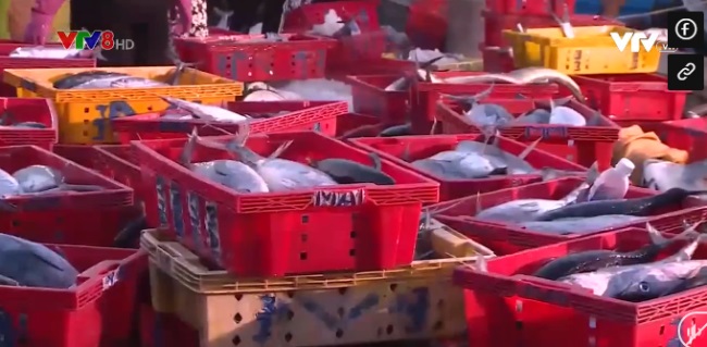 Thừa Thiên - Huế được mùa thủy hải sản