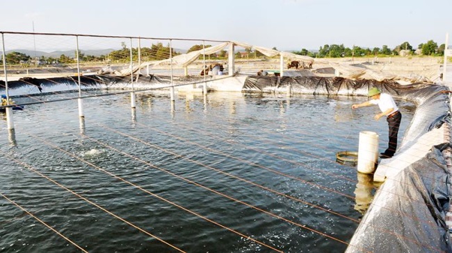 Ứng dụng khoa học công nghệ trong nuôi tôm công nghiệp