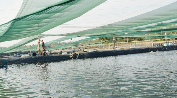 Người nuôi tôm nên tuân thủ theo lịch thả giống của địa phương