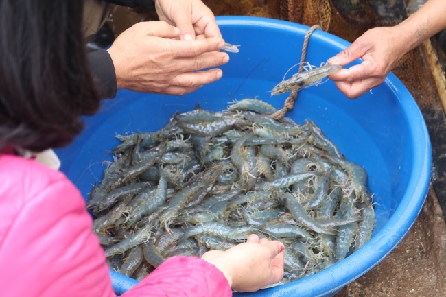 Hợp tác Việt - Bỉ phát triển nuôi tôm sạch tại Kim Sơn