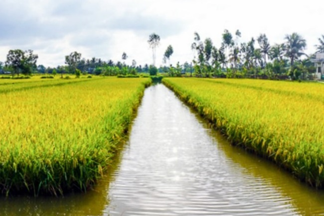 Hạn mặn lịch sử Cơ hội để lúa thơm - tôm sạch phát triển