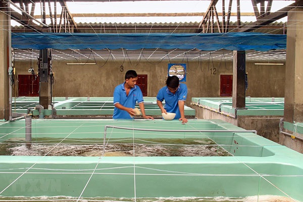 Hướng dẫn yêu cầu an toàn sinh học đối với điều kiện sản xuất, ương dưỡng giống tôm nước lợ