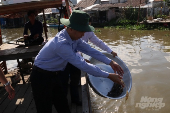 Kiên Giang Tổ chức 2 điểm thả cá giống tái tạo nguồn lợi thủy sản