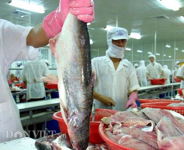 Dịch Covid-19 Nhiều đơn hàng thủy sản bị huỷ, kho lạnh hết chỗ chứa