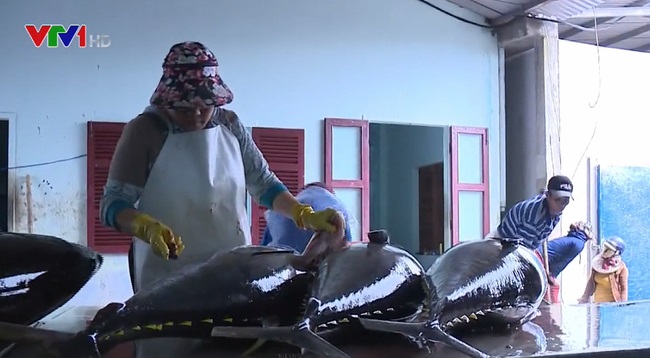 Ảnh hưởng của dịch COVID-19, 600 tấn cá ngừ đại dương chưa thể xuất khẩu