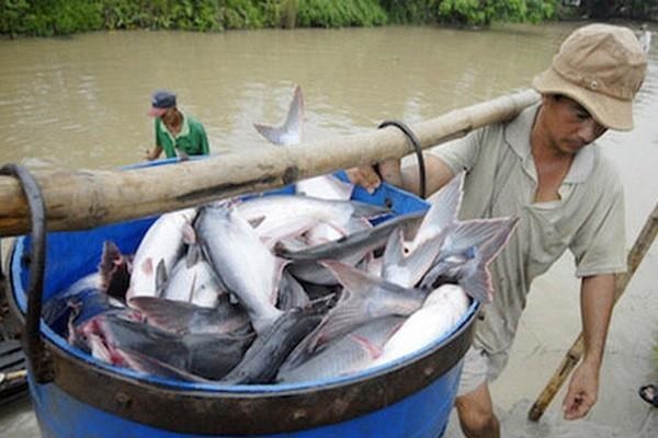 Dịch COVID-19 Khách châu Âu hủy đơn hàng, giá thủy sản Việt Nam giảm mạnh