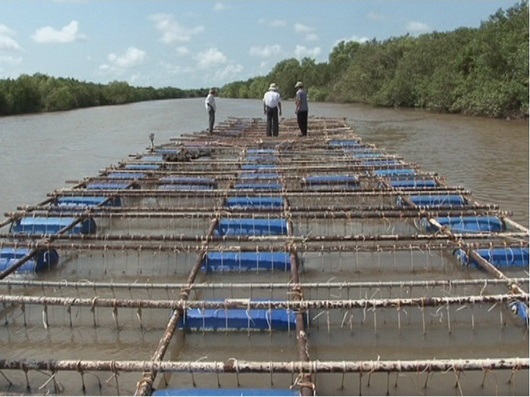 Phát triển bền vững nghề nuôi hàu