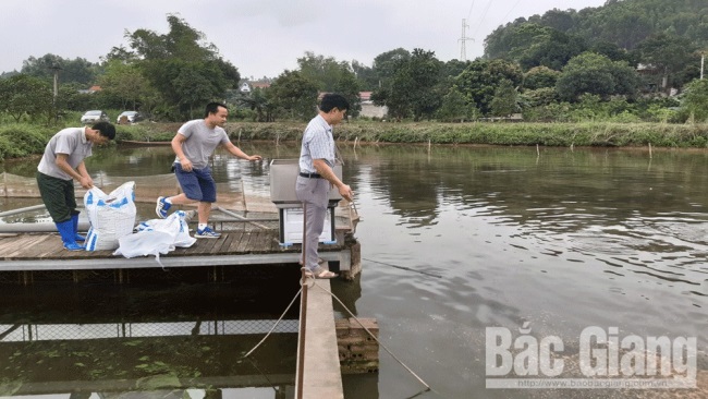 Đa dạng mô hình nuôi ương cá giống Nâng cao chất lượng thủy sản