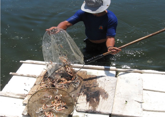 Dịch bệnh trên tôm nuôi diễn biến phức tạp