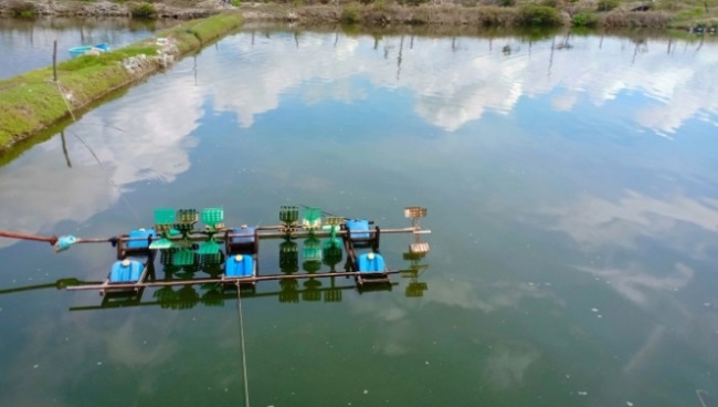 Dịch bệnh tôm nuôi bùng phát