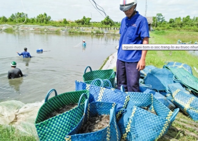 Khó khăn đầu mùa tôm