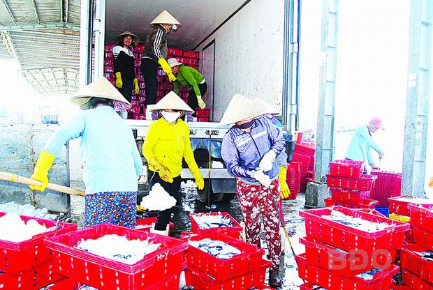 Bình Định Khai thác được hơn 39.000 tấn thủy sản