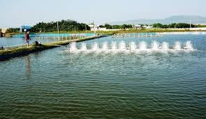 Bình Định Tuy Phước hoàn tất thả giống 971 ha tôm nuôi