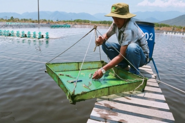 Nuôi tôm thẻ an toàn, giảm chi phí vượt qua Covid-19