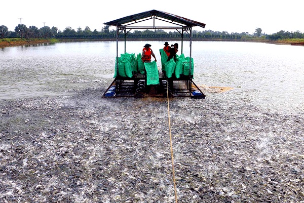 Phát triển mô hình nuôi trồng thủy sản an toàn vệ sinh thực phẩm