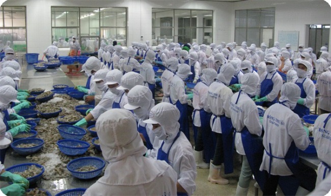 Giữa dịch Covid-19, doanh nghiệp lo thiếu tôm xuất khẩu