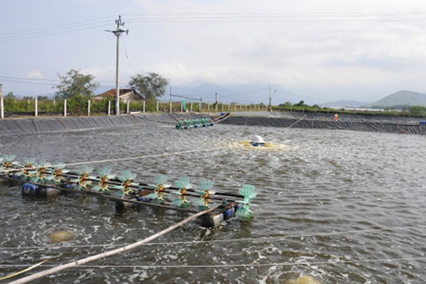 Chủ động mọi giải pháp nhằm tháo gỡ khó khăn trong nuôi tôm nước lợ