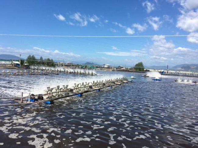 Tháo gỡ khó khăn trong nuôi tôm nước lợ