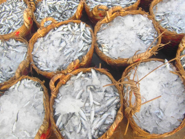 Trúng đậm mùa cá nổi