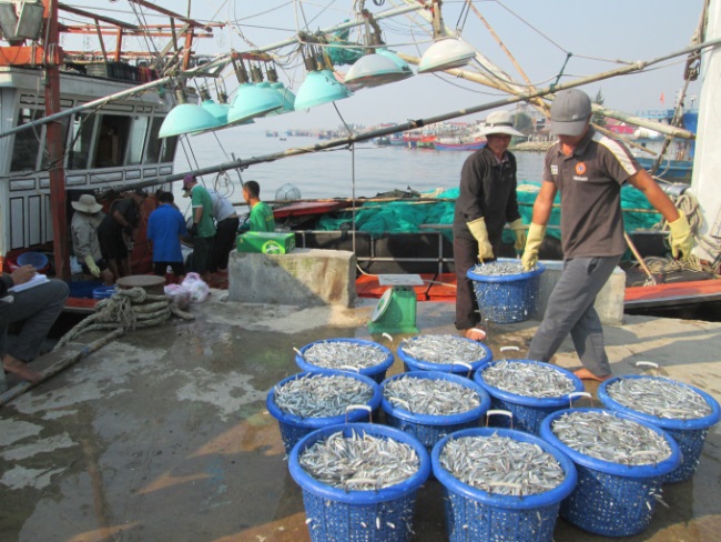 Quảng Trị Sản lượng khai thác thủy sản trên 7.200 tấn