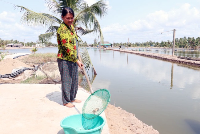 Hạn mặn ảnh hưởng đến nuôi tôm càng xanh