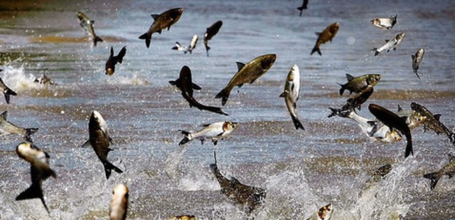 Xuất khẩu nhận nhiều tín hiệu tốt khi Trung Quốc mở cửa trở lại, doanh nghiệp thuỷ sản vẫn phải chiến đấu mỗi ngày giữa cơn bĩ cực COVID-19