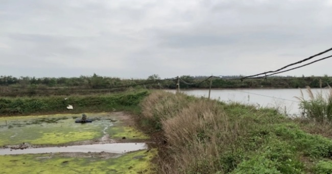 Con tôm Móng Cái sẵn sàng ngày trở lại