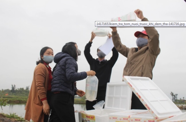 Triển khai mô hình nuôi xen ghép tôm, cua, cá