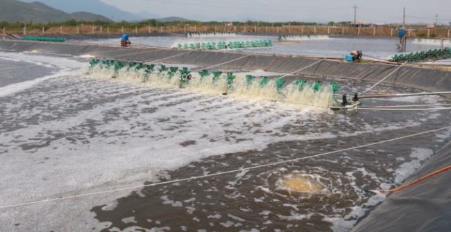 Nuôi tôm không kháng sinh - hướng đi mới tại Khánh Hòa