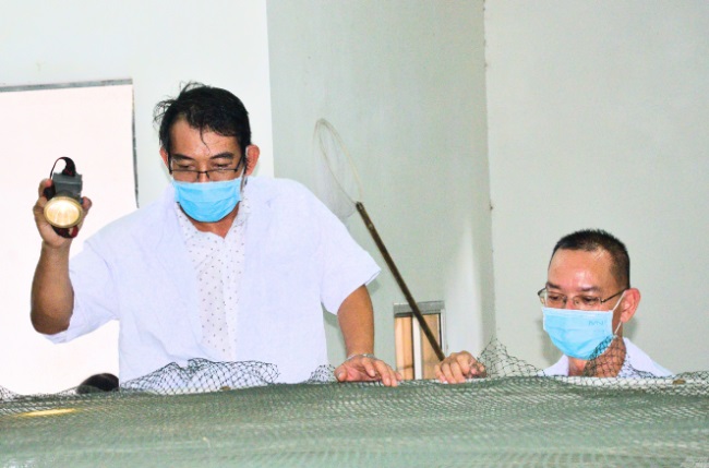 Trà Vinh Sản xuất thành công tôm sú bố mẹ sạch bệnh