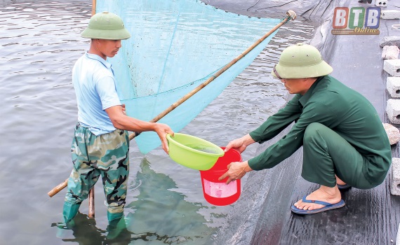 Thái Thụy (Thái Bình) Nuôi thả vụ tôm xuân hè