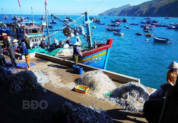 Bình Định Ngư dân Nhơn Lý được mùa thủy sản