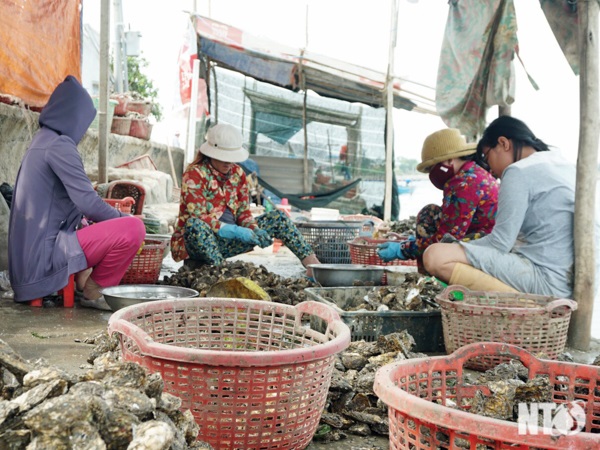 Nghề nuôi hàu ở Đầm Nại