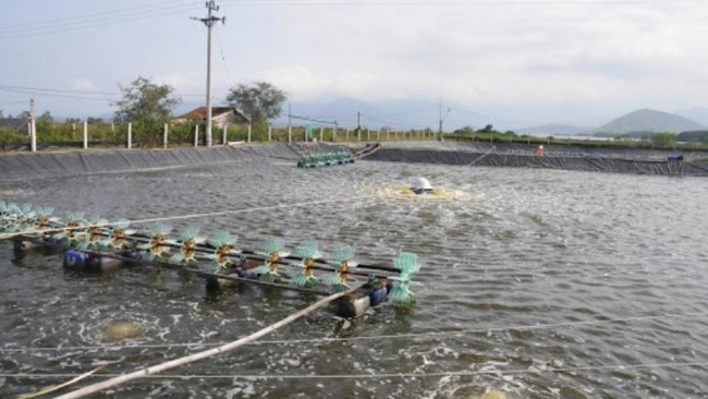 Tháo gỡ khó khăn trong nuôi tôm nước lợ