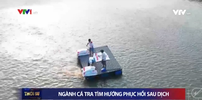 Liên kết với doanh nghiệp để ổn định sản lượng cá tra