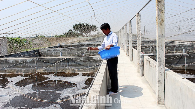 Nam Định Hiệu quả từ mô hình nuôi tôm trong bể xi măng ở Hải Đông