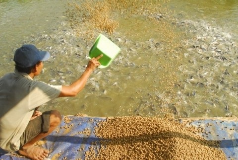 Phòng trị bệnh cá tra hiệu quả