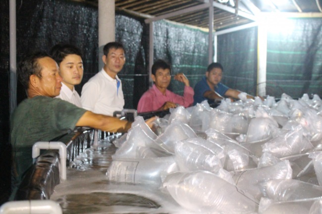 Quảng Trị Nuôi tôm thẻ chân trắng thâm canh 3 giai đoạn