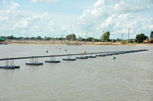 Chuỗi giống 3 cấp và dụng công nghệ cao trong nuôi cá tra