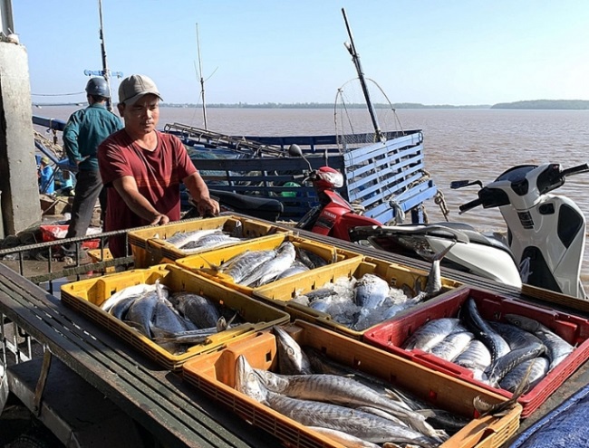 Gỡ “thẻ vàng” IUU Yêu cầu cấp bách